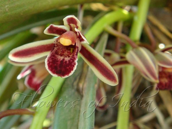 Aloe Leaf Cymbidium